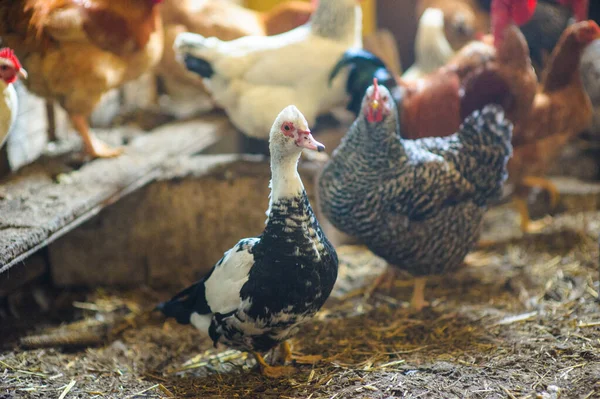 Kycklingar i coop — Stockfoto