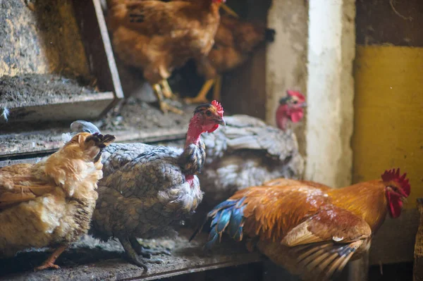 Chickens in the coop — Stock Photo, Image