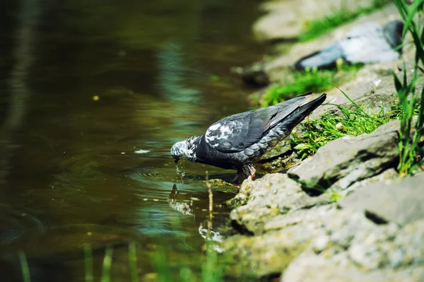 Nieuwsgierige duiven — Stockfoto