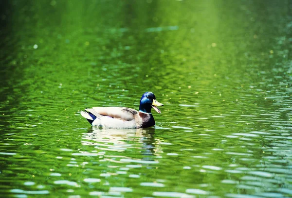 Les canards flottent sur l'eau — Photo