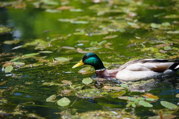 Ducks floats on water — Stock Photo, Image