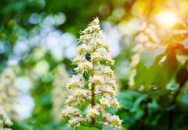 Fiore di castagno — Foto Stock