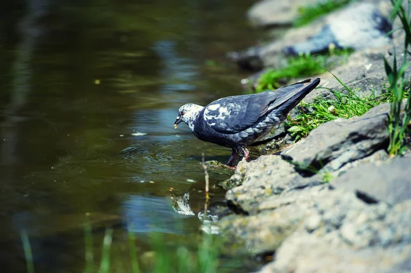 Palomas curiosas — Foto de Stock