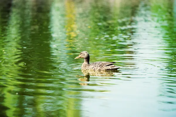 Los patos flotan en el agua — Foto de Stock