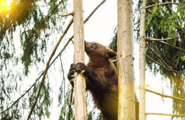 Ağaçtaki Ayı Yavrusu