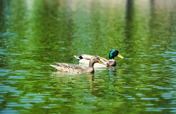 Kachny plave na vodě — Stock fotografie