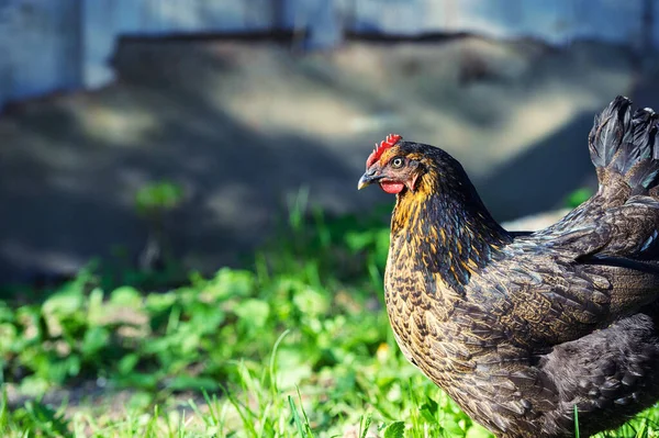 Pollo — Foto Stock