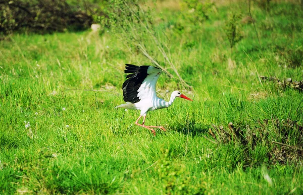 Weißstorch — Stockfoto