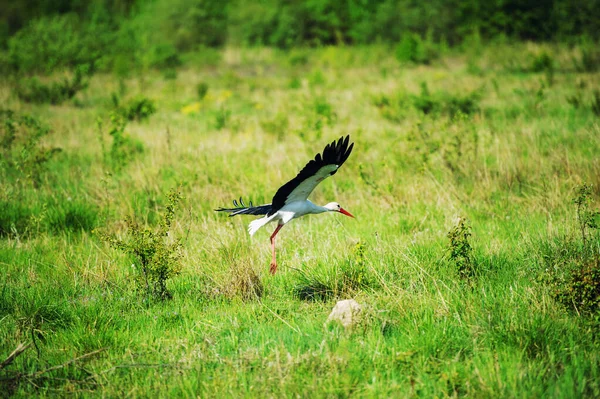 Cigogne blanche — Photo