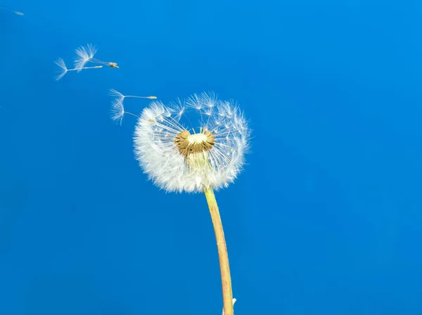 Paardebloem op de blauwe achtergrond — Stockfoto