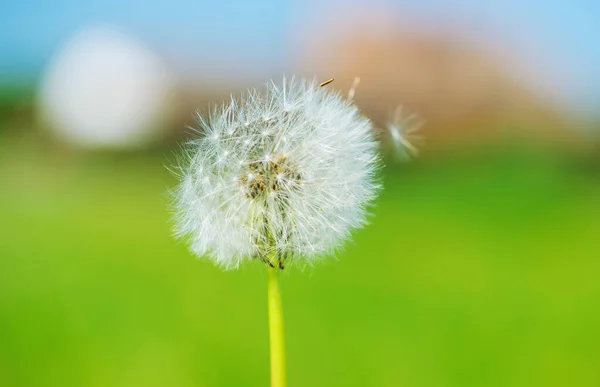 Dandelion on the green background — Stock Photo, Image