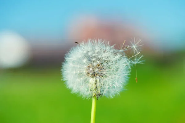 Dandelion on the green background — Stock Photo, Image