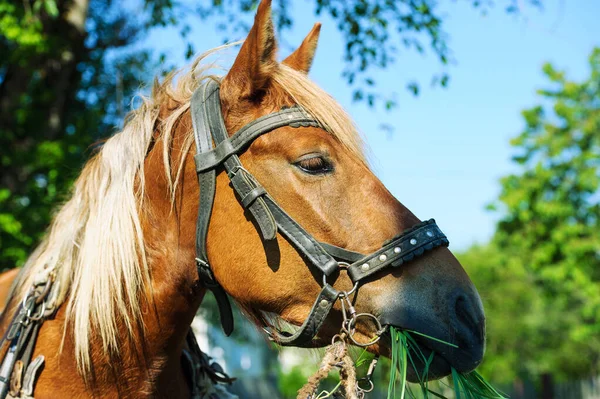 Caballo gracioso —  Fotos de Stock