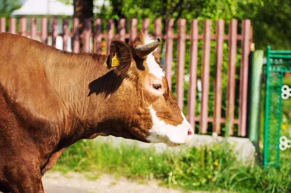 İnek — Stok fotoğraf