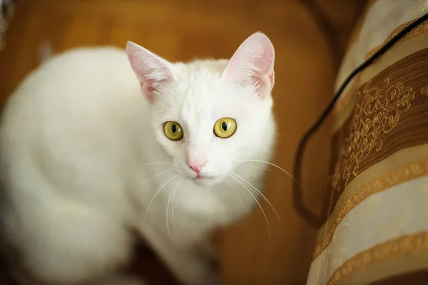 Lustige weiße Katze — Stockfoto