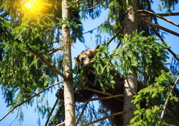 Cucciolo di orso in albero — Foto Stock
