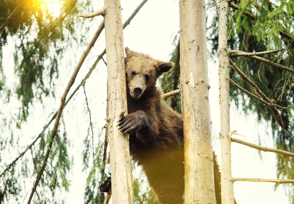 Cucciolo di orso in albero — Foto Stock