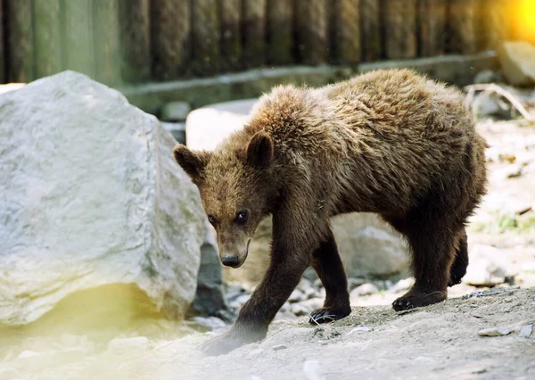 Braunbär — Stockfoto