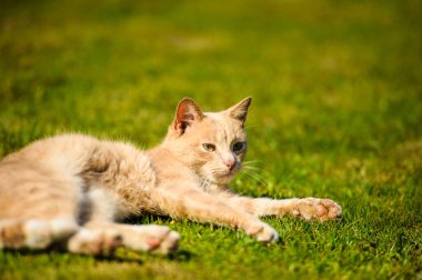 komik kırmızı kedi