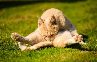 komik kırmızı kedi