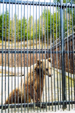 bir kafeste ayı
