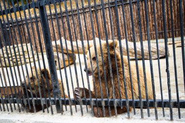 bir kafeste ayı