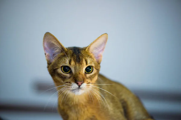 面白い猫 — ストック写真
