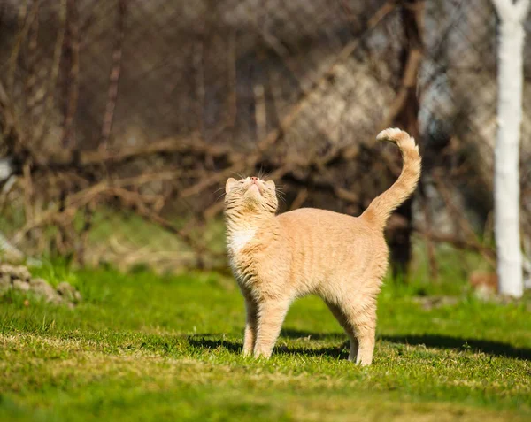 Lustige rote Katze — Stockfoto