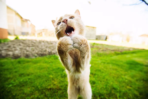 Смішні Червоний кіт — стокове фото