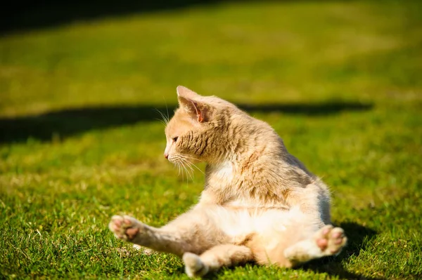 웃 긴 빨간 고양이 — 스톡 사진