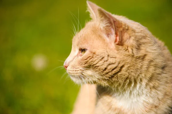 Lustige rote Katze — Stockfoto