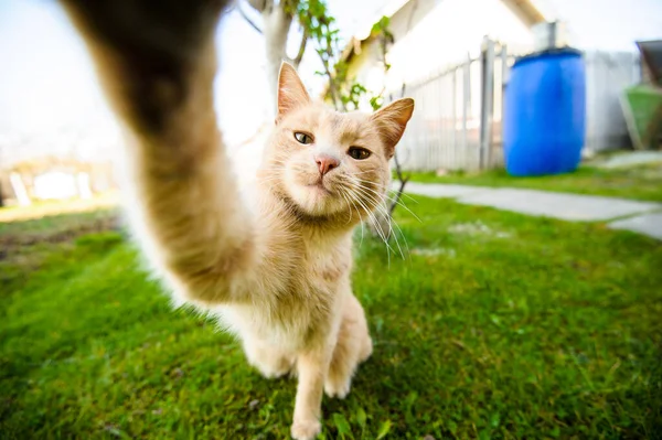 Komik Kızıl saçlı kedi selfie yapıyor