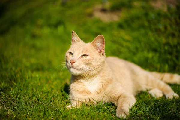 面白いの赤い猫 — ストック写真