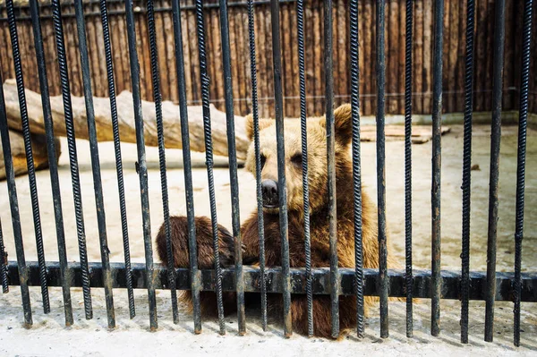 Medvěd v kleci — Stock fotografie
