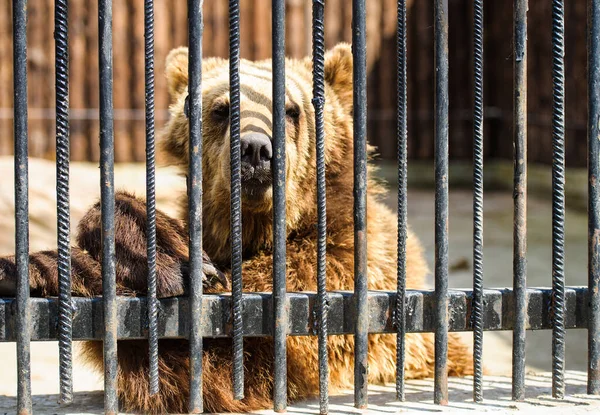 Medvěd v kleci — Stock fotografie