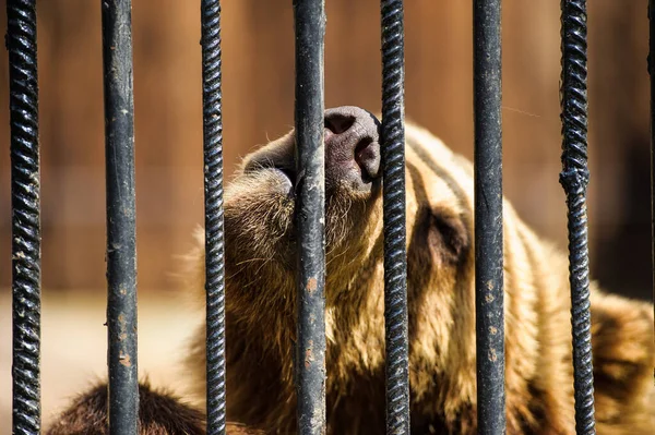 Bear in a cage — Stock Photo, Image