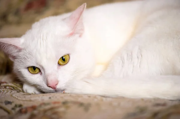 Смішні білий кіт — стокове фото