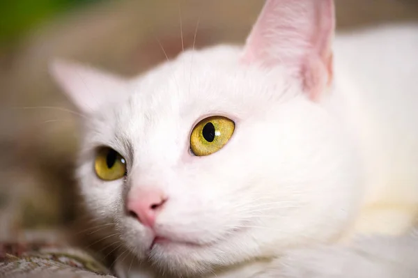 Gato branco engraçado. Mundo animal — Fotografia de Stock