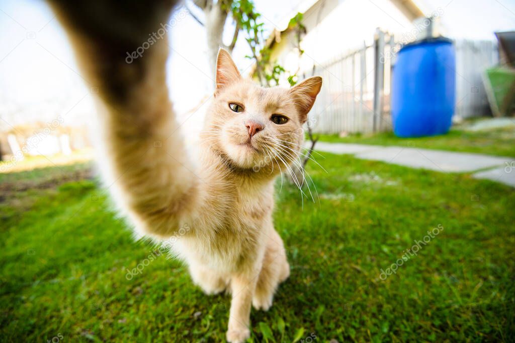 Funny red-haired cat doing selfie