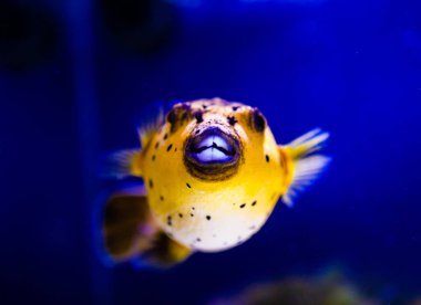 Harika ve güzel sualtı dünya mercan ve tropica