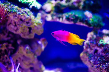 Harika ve güzel sualtı dünya mercan ve tropica