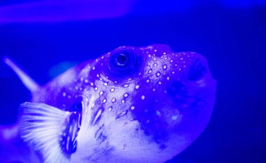 Harika ve güzel sualtı dünya mercan ve tropica