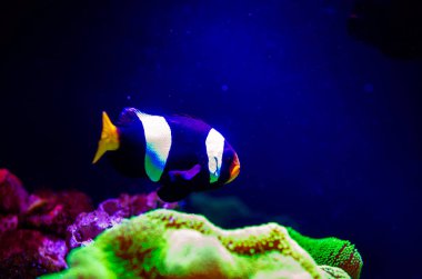 Harika ve güzel sualtı dünya mercan ve tropica