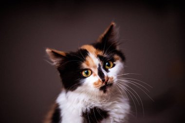 Çok hoş ve nazik bir kedicik. Kızıl kedi. Hayvan Dünyası.