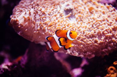 Harika ve güzel sualtı dünya mercan ve tropica