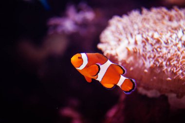 Harika ve güzel sualtı dünya mercan ve tropica