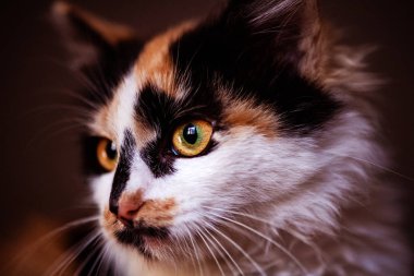 Çok hoş ve nazik bir kedicik. Kızıl kedi. Hayvan Dünyası.