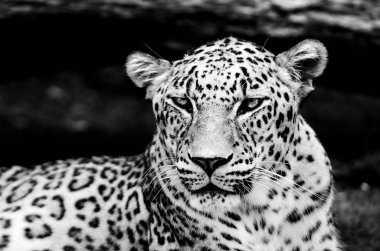 Leopar, güzel bir portre. Hayvanlar Dünyası. Büyük kedi..