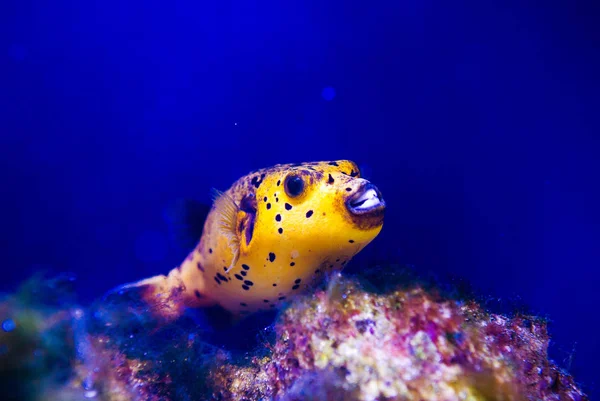 Maravilloso y hermoso mundo submarino con corales y tropica — Foto de Stock