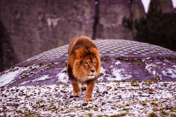Beautiful Mighty Lion. Animal world. Big cat. — 스톡 사진
